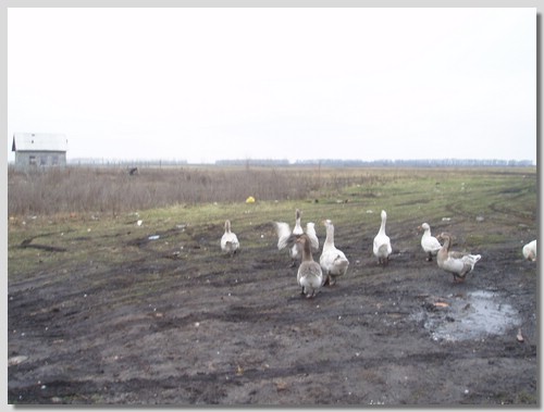 By Voronezh city-Nikolskoye village-Burikoni_4.JPG
